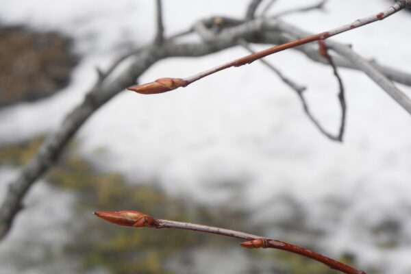 Amelanchier laevis - Twigs and Buds