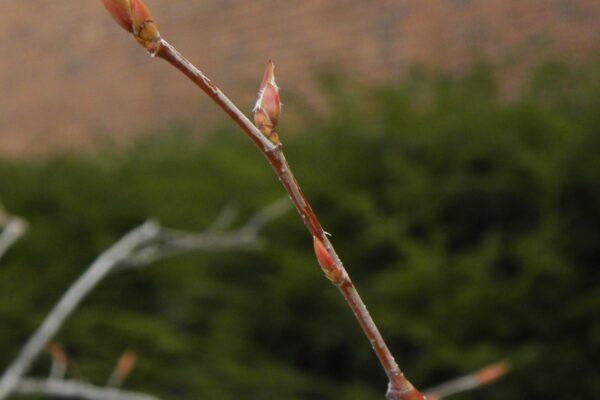 Amelanchier laevis - Bud