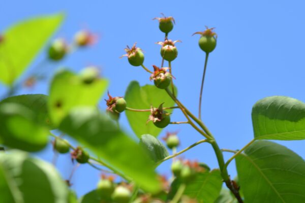 Amelanchier laevis - Unripe Fruit