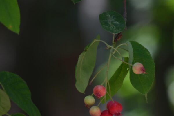 Amelanchier laevis - Mid-Ripe Fruit