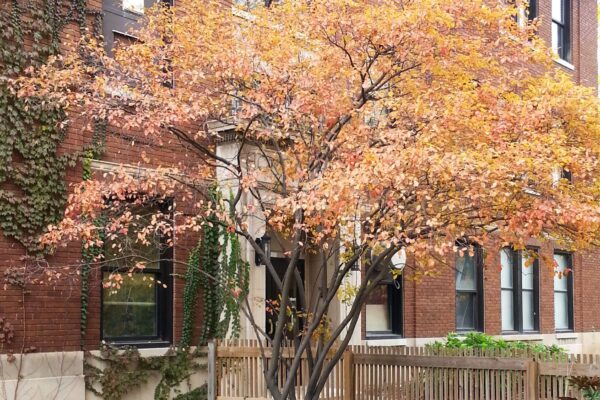 Amelanchier laevis - Tree in Fall