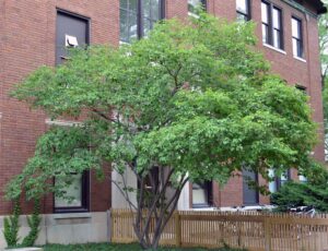 Amelanchier laevis - Habit