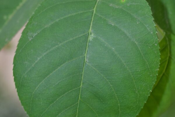 Amelanchier laevis - Leaf