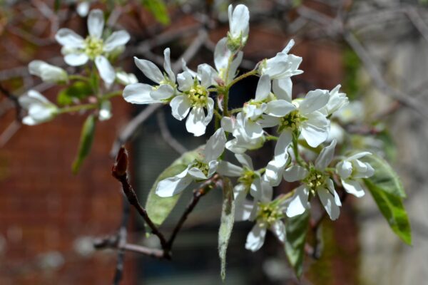 Amelanchier laevis - Flowers