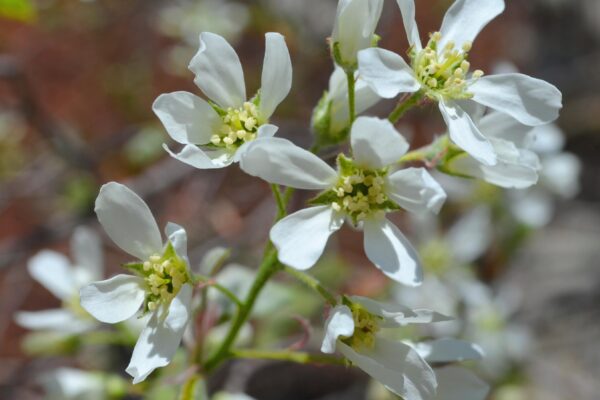 Amelanchier laevis - Flowers Close-Up