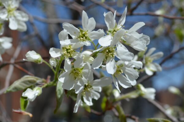 Amelanchier laevis - Flowers