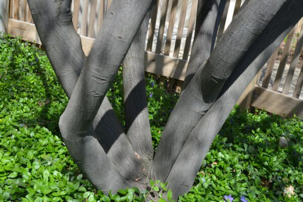 Amelanchier laevis - Bark Close-Up