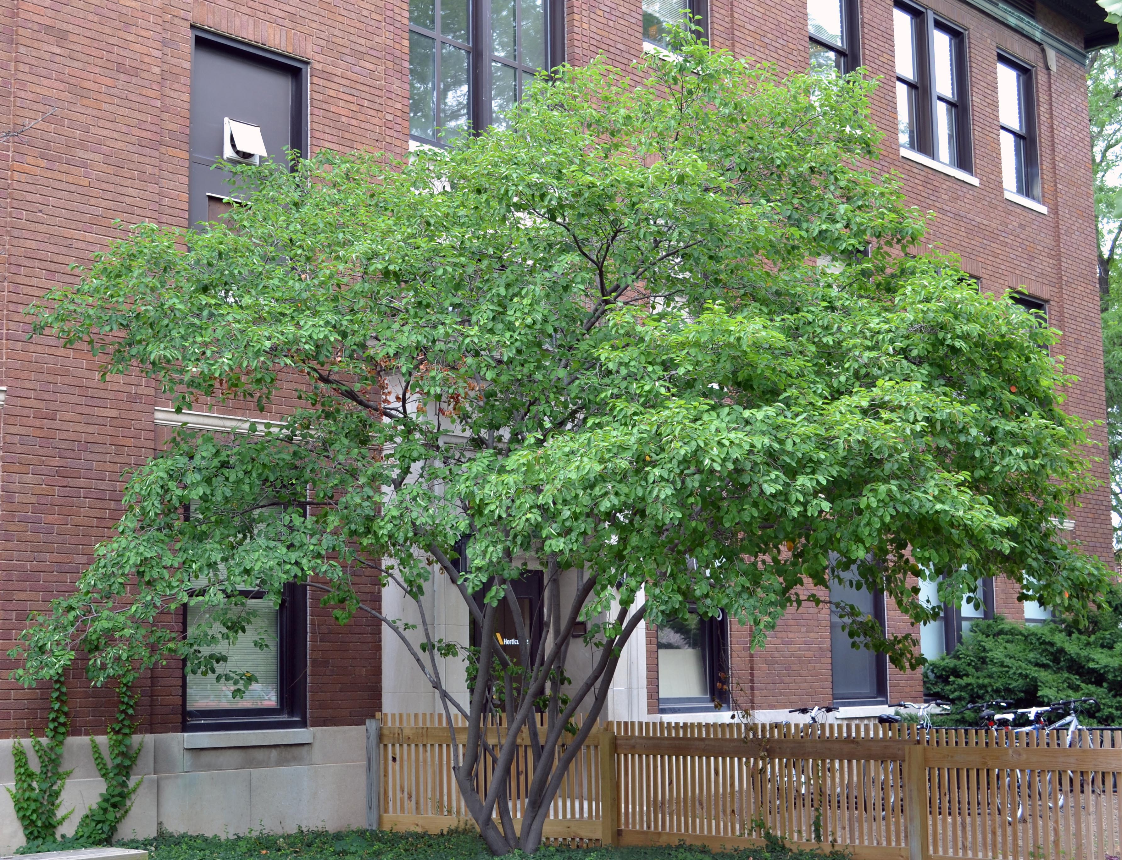 amelanchier-laevis-purdue-arboretum-explorer