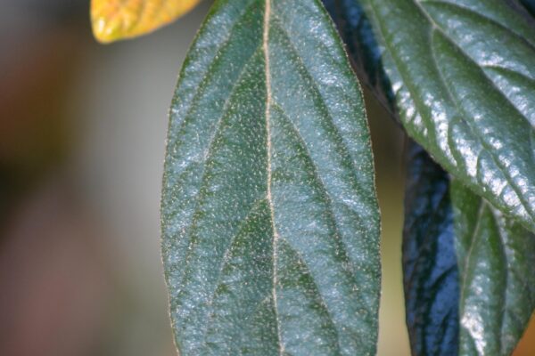 Viburnum × ′Pragense′ - Leaf