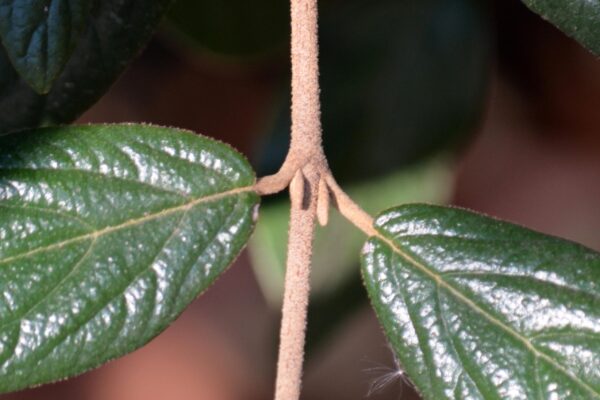Viburnum × ′Pragense′ - Stem