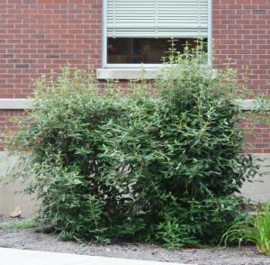 Viburnum × ′Pragense′ - Shrub Habit