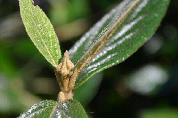 Viburnum × ′Pragense′ - Naked Leaf Bud