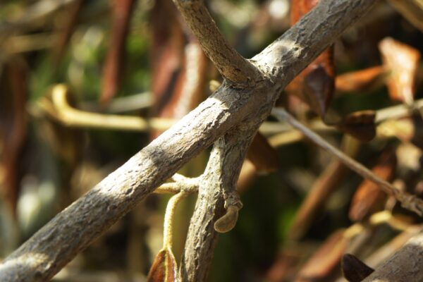 Viburnum × ′Pragense′ - Buds