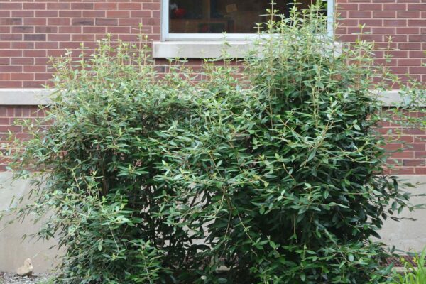 Viburnum × ′Pragense′ - Shrub Habit