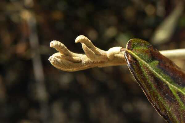 Viburnum × ′Pragense′ - Buds