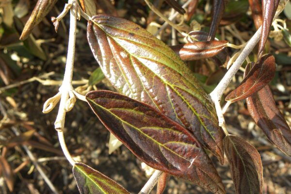 Viburnum × ′Pragense′ - Winter Foliage