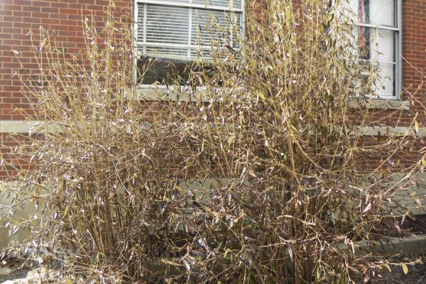 Viburnum × ′Pragense′ - Winter Habit