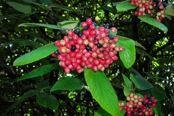 Viburnum × rhytidophylloides - Fruit