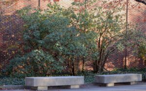 Viburnum × rhytidophylloides - Shrub Habit