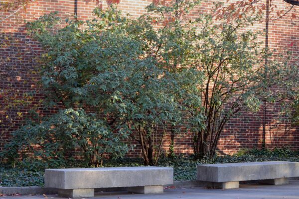 Viburnum × rhytidophylloides - Shrub Habit