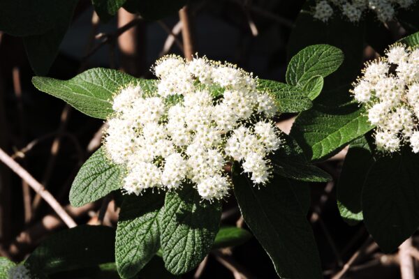 Viburnum rhytidophyllum - Flowers