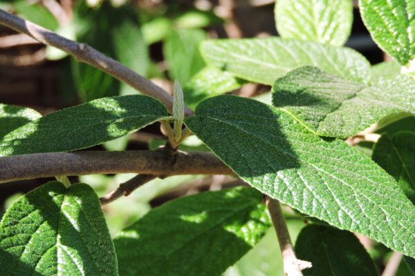 Viburnum rhytidophyllum - Foliage