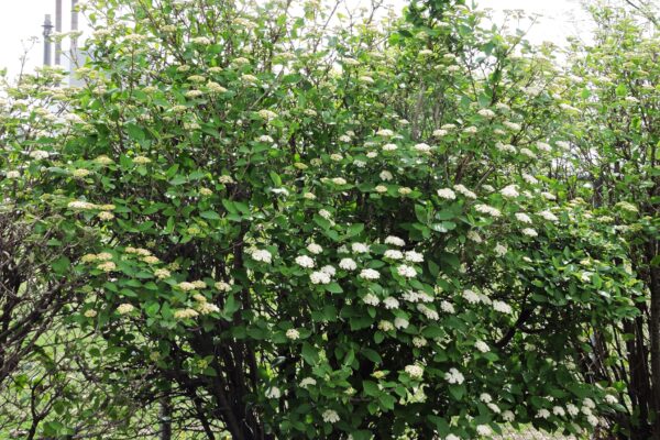 Viburnum rhytidophyllum - Flowering Habit