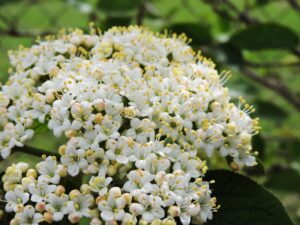 Viburnum rhytidophyllum - Flowers
