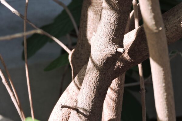Viburnum rhytidophyllum - Stems