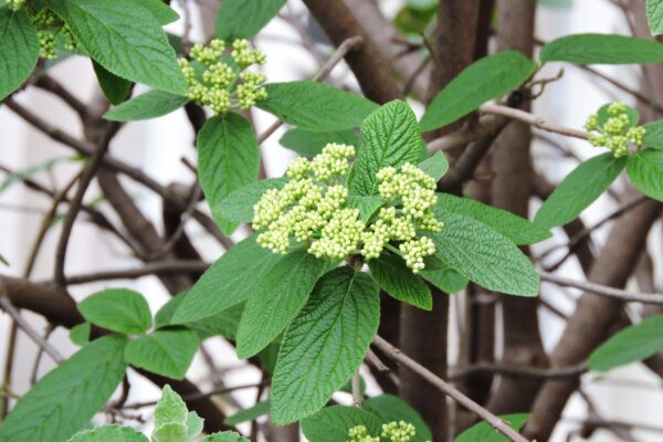 Viburnum rhytidophyllum - Immature Flower