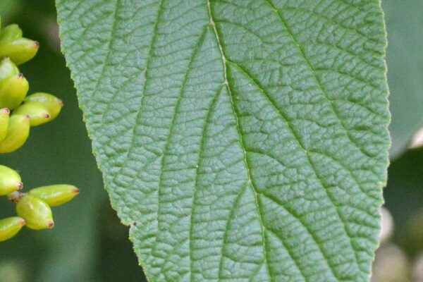 Viburnum × rhytidophylloides ′Willowwood′ - Leaf