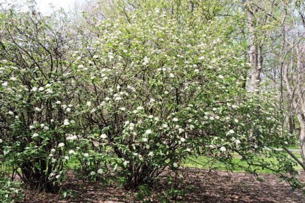 Viburnum × rhytidophylloides ′Willowwood′ - Flowering Habit