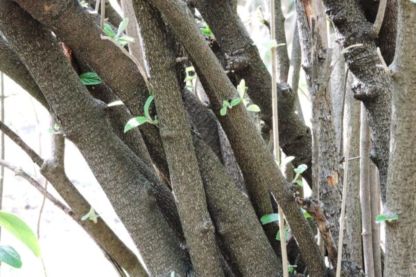 Viburnum × rhytidophylloides ′Willowwood′ - Bark