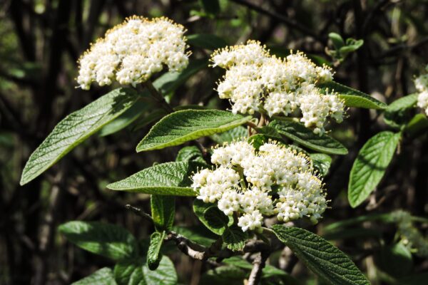 Viburnum × rhytidophylloides ′Willowwood′ - Flowers