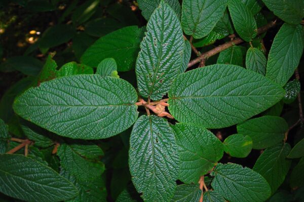 Viburnum × rhytidophylloides ′Willowwood′ - Leaves and Bud