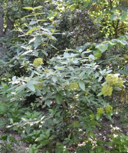 Viburnum × rhytidophylloides ′Willowwood′ - Habit (with Immature Fruits)