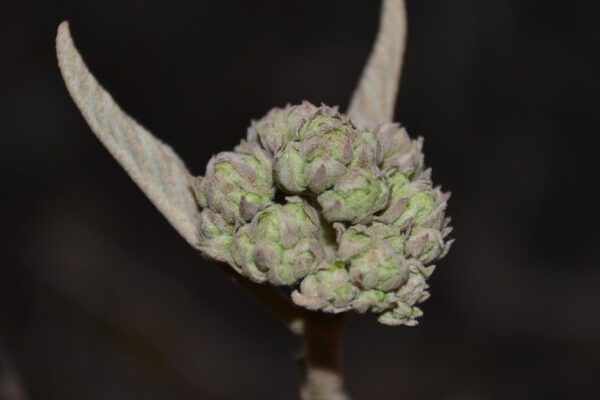 Viburnum × rhytidophylloides ′Willowwood′ - Bud