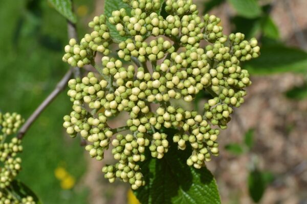 Viburnum × rhytidophylloides ′Willowwood′ - Flower Buds