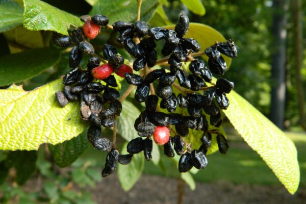Viburnum × rhytidophylloides ′Willowwood′ - Fruit Cluster in Final Stage of Ripeness
