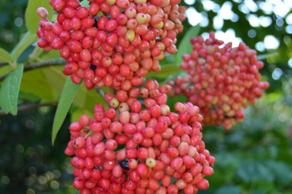 Viburnum × rhytidophylloides ′Willowwood′ - Fruit Clusters in Mid-ripeness Coloration
