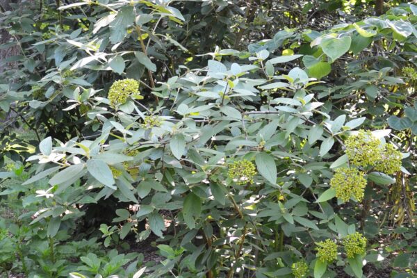 Viburnum × rhytidophylloides ′Willowwood′ - Habit (with Immature Fruits)