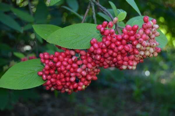 Viburnum × rhytidophylloides ′Willowwood′ - Fruit Clusters in Mid-ripeness Coloration