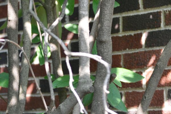 Viburnum × rhytidophylloides ′Willowwood′ - Bark