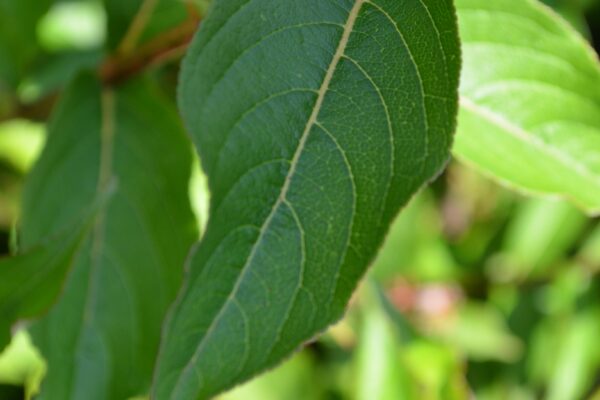 Weigela floribunda - Leaf