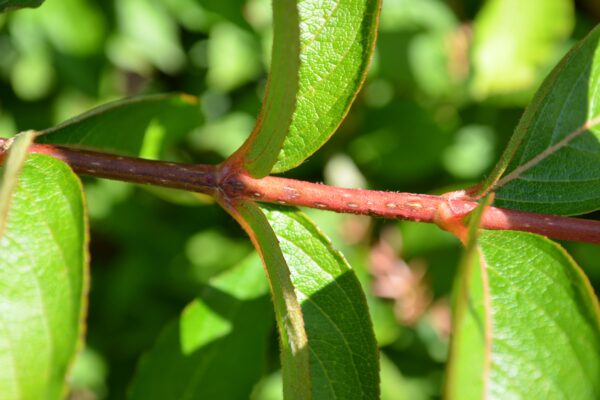 Weigela floribunda - Young Stem