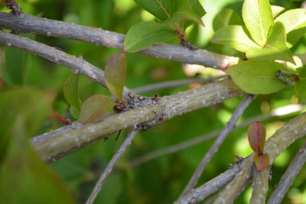 Weigela floribunda - Mature Stem