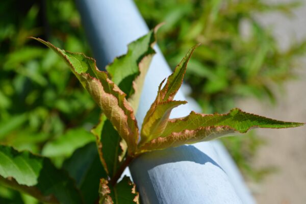 Weigela floribunda - New Growth