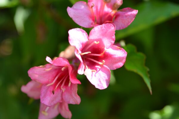 Weigela floribunda - Flowers