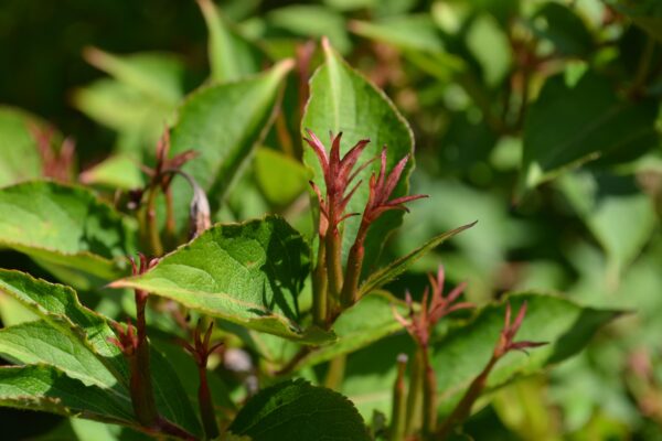 Weigela floribunda - Old Flowers