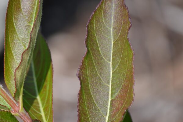 Weigela florida - Leaf